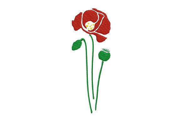 Poppy Flower and Poppy Heads: A Seasonal Review